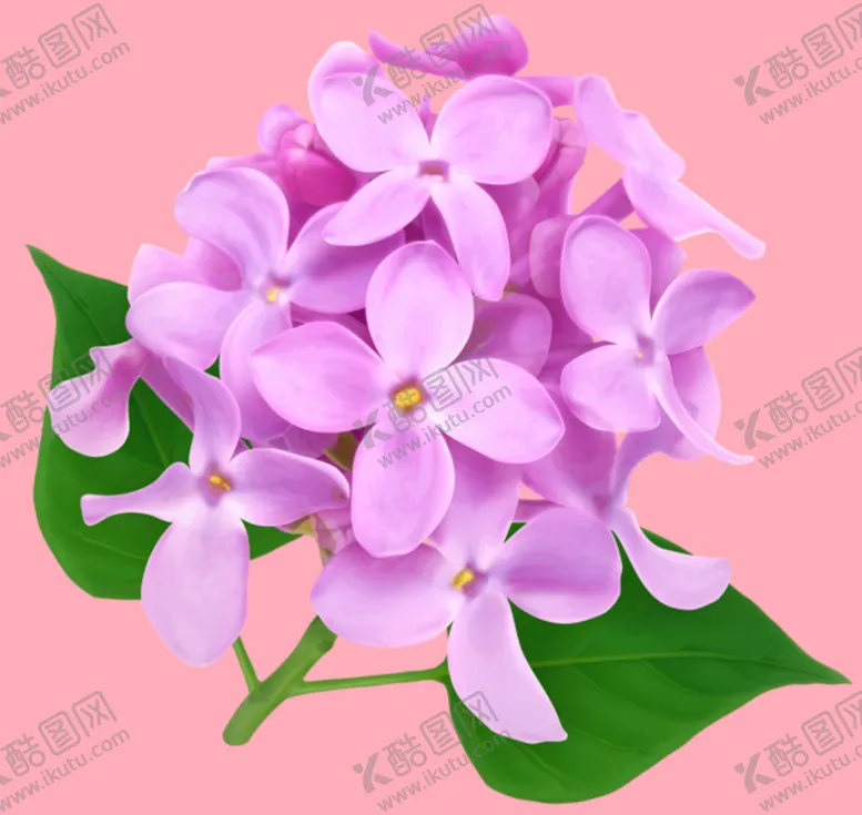 编号：74939110230633348909【酷图网】源文件下载-丁香花