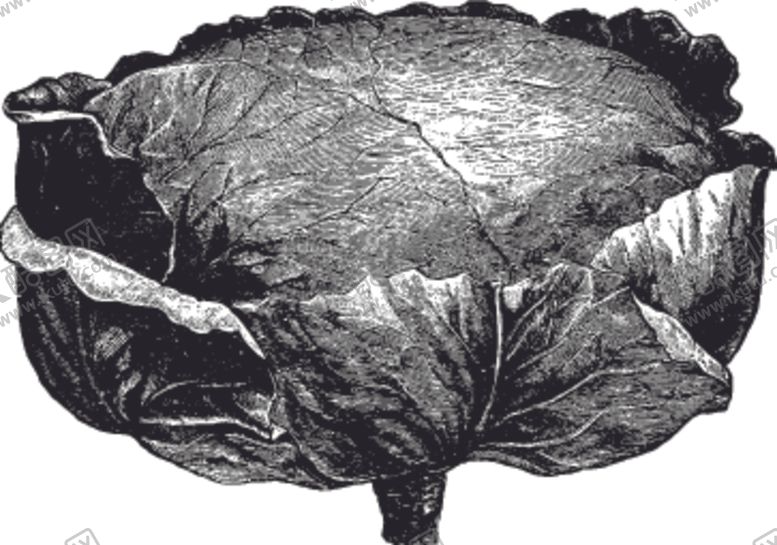 编号：39073209190133196213【酷图网】源文件下载-素描手绘蔬菜