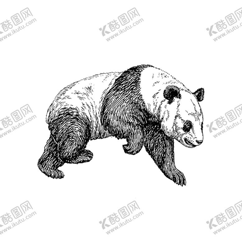 编号：50041211010212254716【酷图网】源文件下载-熊猫素材