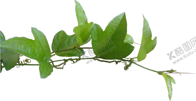 编号：71592710150049164334【酷图网】源文件下载-花枝