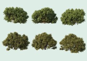 园林景观绿植装饰元素枯树