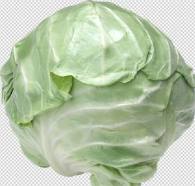卷心菜