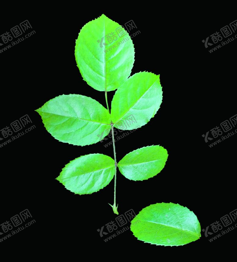 编号：65816410281658044226【酷图网】源文件下载-树叶