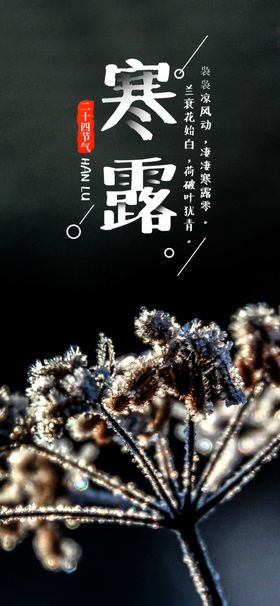 寒露海报