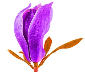 鲜花素材真风信子粉玫瑰