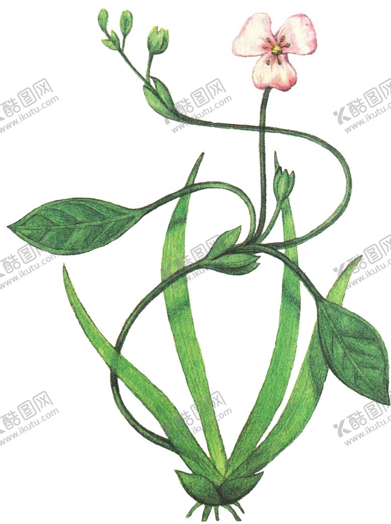 编号：88118504280959411255【酷图网】源文件下载-免扣水生植物素材图片