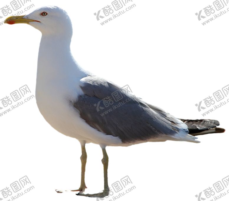 编号：50030710090351464975【酷图网】源文件下载-海鸥
