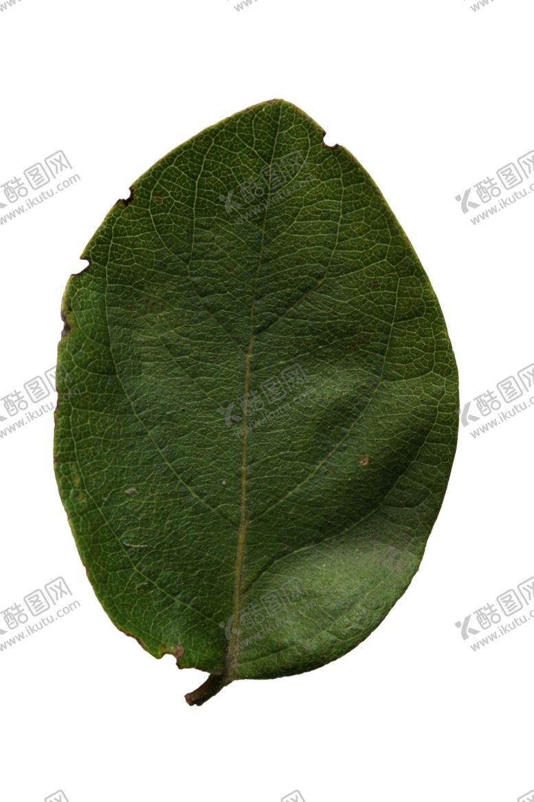 编号：52574910071045371658【酷图网】源文件下载-树叶