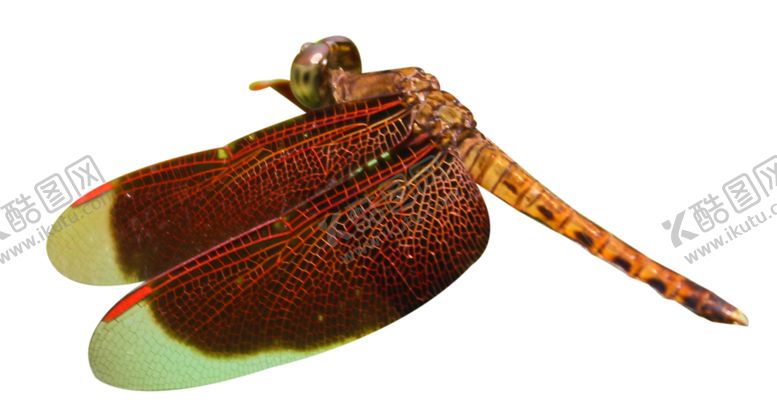 编号：95803309281320531260【酷图网】源文件下载-蜻蜓