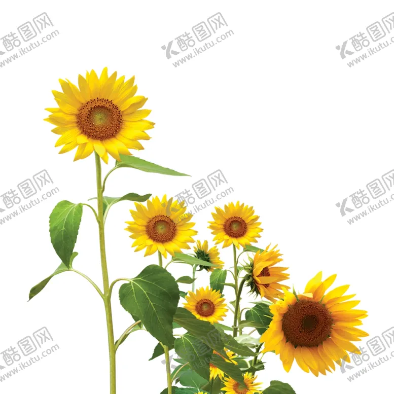 编号：61879804062343081533【酷图网】源文件下载-向日葵