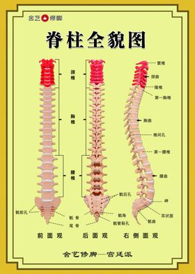 脊柱全貌图