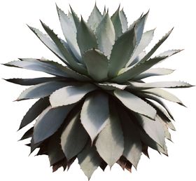 免扣植物素材