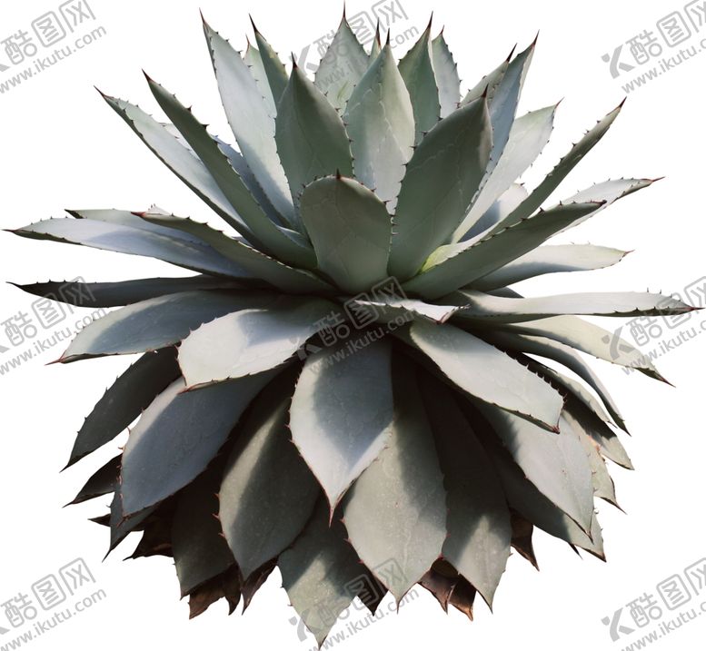 编号：41071310210206448832【酷图网】源文件下载-免扣植物素材