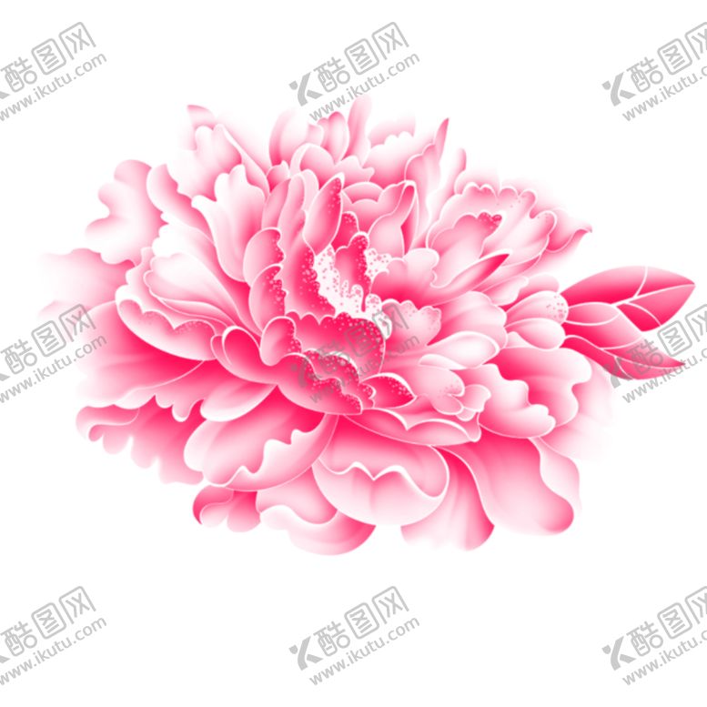 编号：84400809300330512344【酷图网】源文件下载-牡丹花