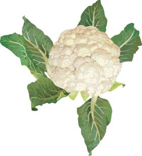菜花