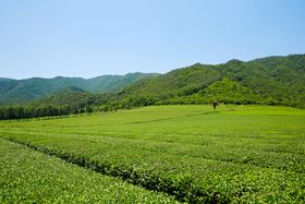 户外绿色茶园种植背景素材