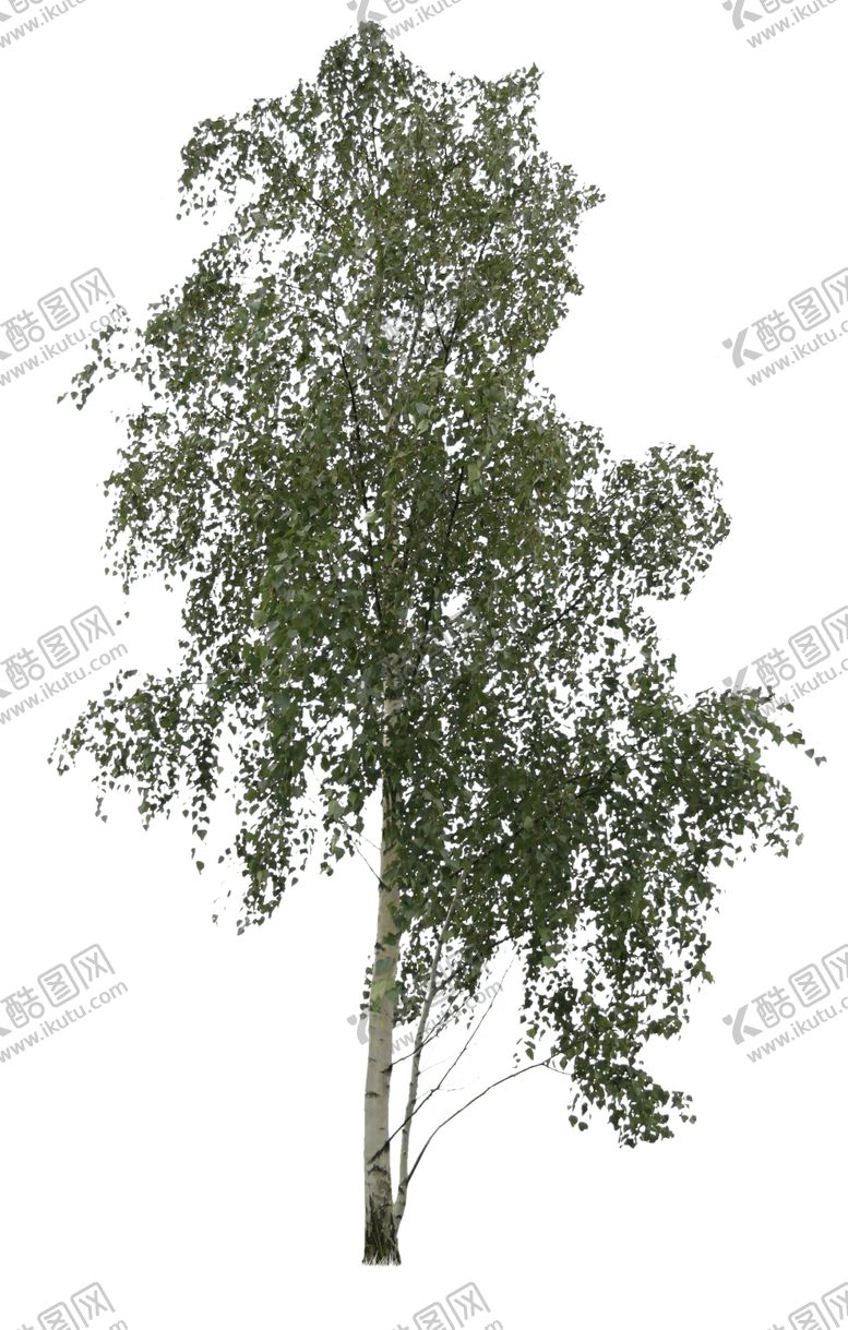 编号：80707610011305257562【酷图网】源文件下载-树木