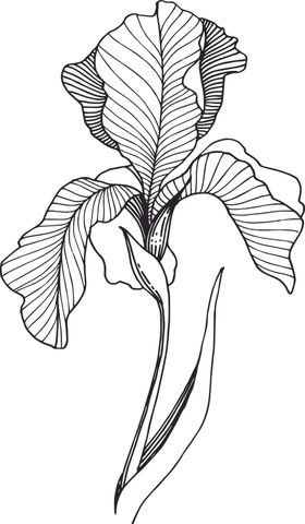 白描植物