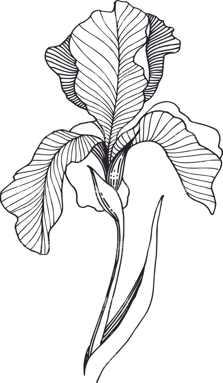 编号：49758612131359345681【酷图网】源文件下载-白描植物