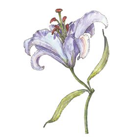 水彩牵牛花