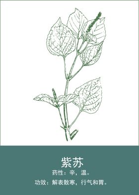 中药手绘插画