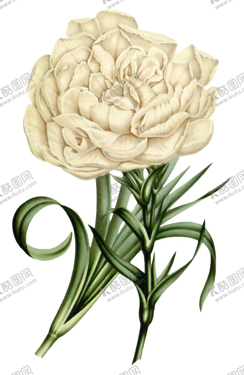 编号：83572009251530378168【酷图网】源文件下载-复古花朵植物图案