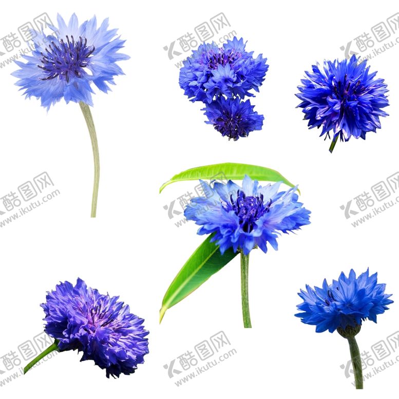编号：77347910152336501112【酷图网】源文件下载-德国国花