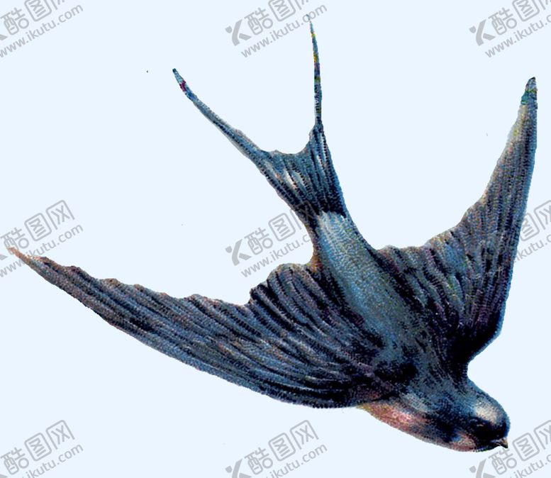 编号：44324510160111546209【酷图网】源文件下载-燕子