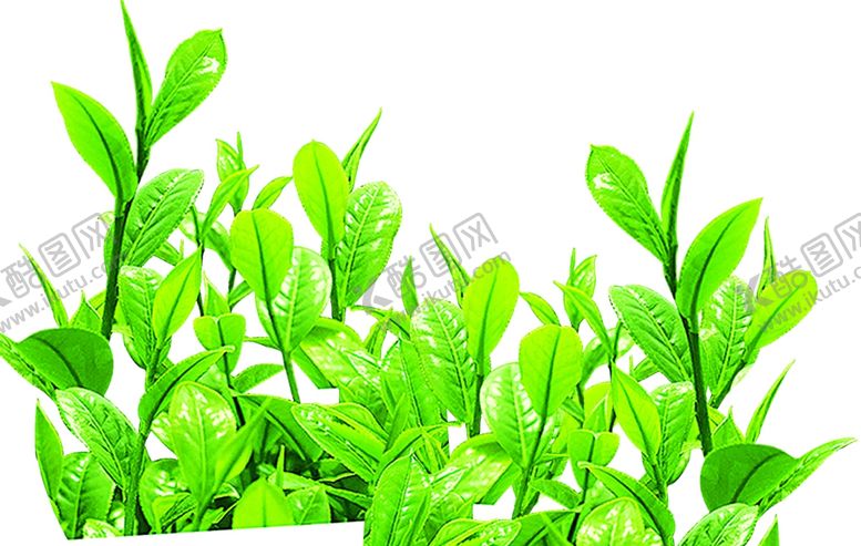 编号：74164009230310123455【酷图网】源文件下载-茶叶