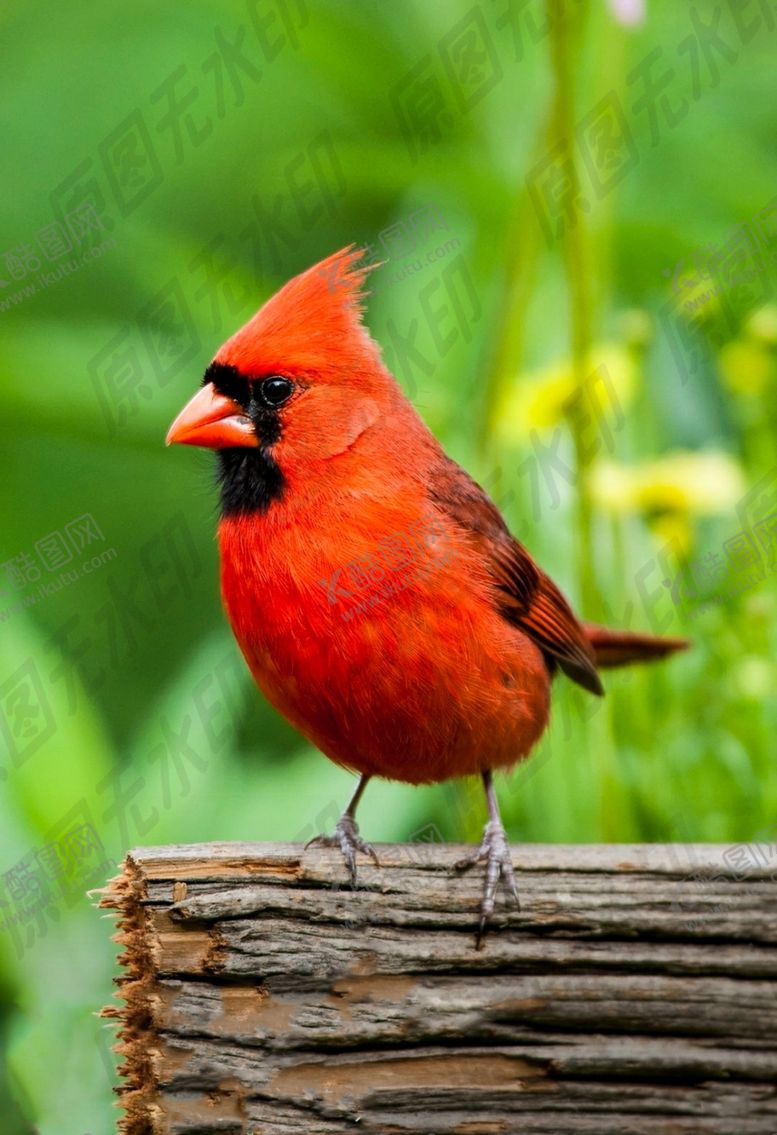 编号：97125911010141256005【酷图网】源文件下载-愤怒的小鸟