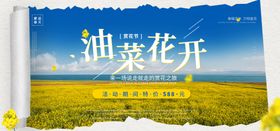 油菜花