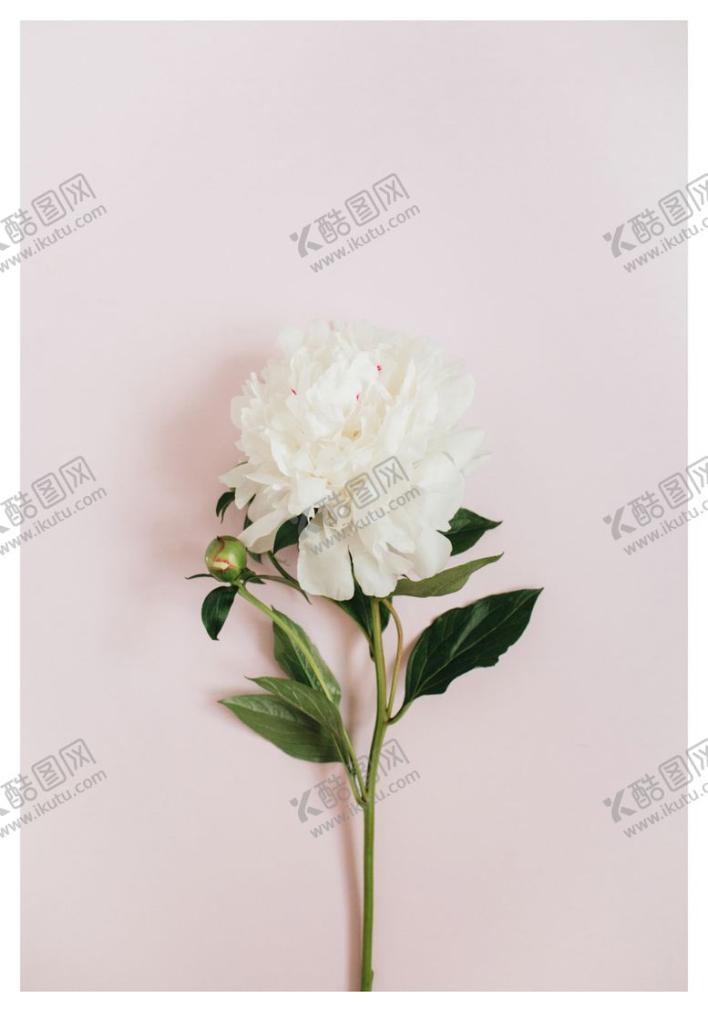 编号：71205309201450215279【酷图网】源文件下载-简约花朵装饰画