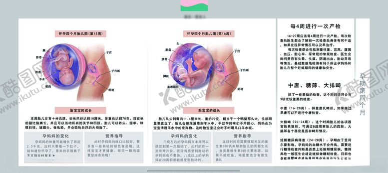 编号：96825105191017517548【酷图网】源文件下载-孕妈妈及胎宝宝变化第四个月