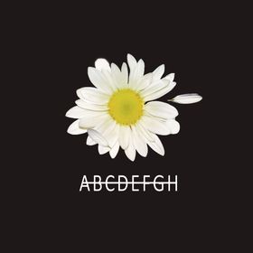 雏菊