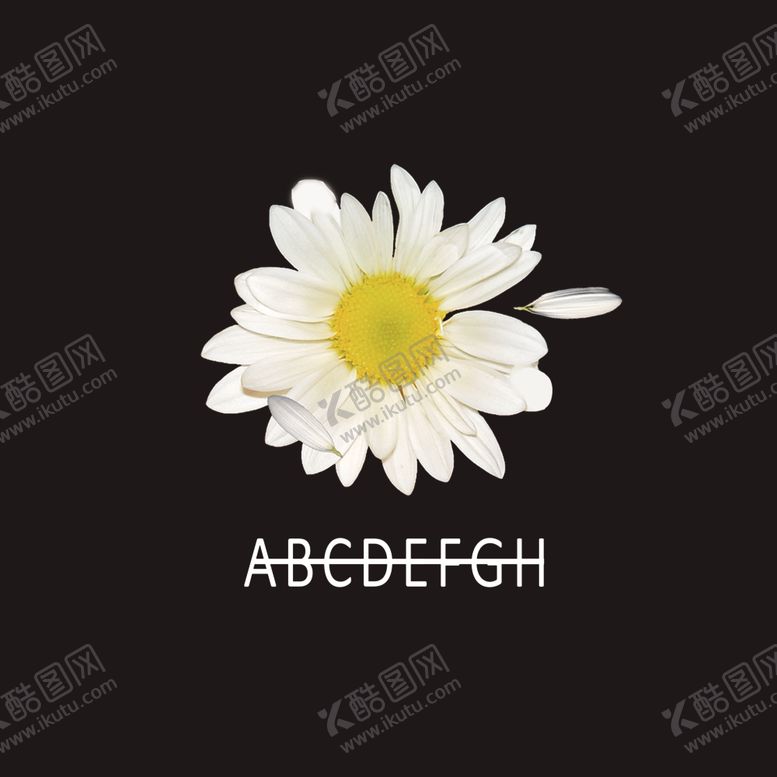 编号：48286205130326292360【酷图网】源文件下载-雏菊