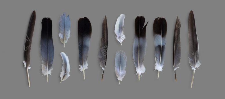 编号：50074409180927579082【酷图网】源文件下载-羽毛素材