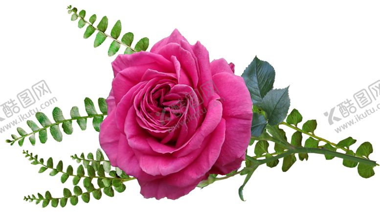 编号：50600710051055086909【酷图网】源文件下载-玫瑰花