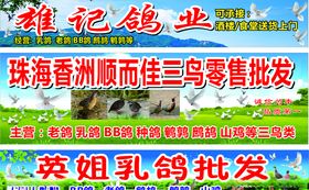 鸽子门头海报