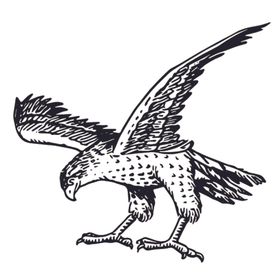 飞鸟线稿绘画图案
