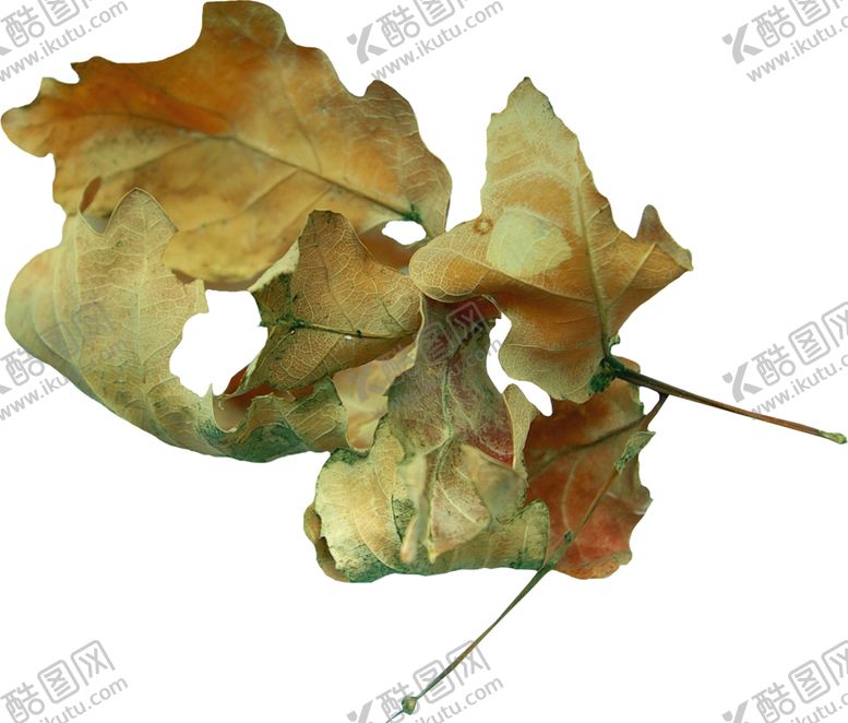 编号：29517609180840158204【酷图网】源文件下载-树叶