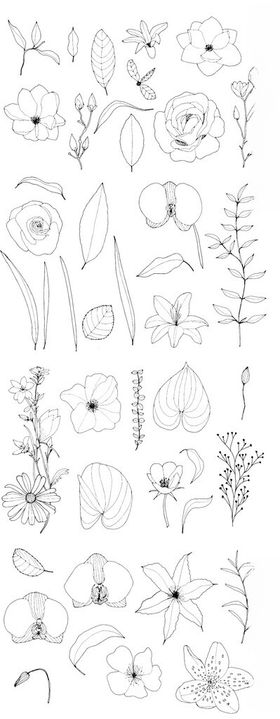 手绘花卉植物线稿素材