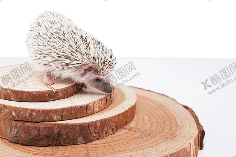 编号：97512109201005024881【酷图网】源文件下载-装饰素材