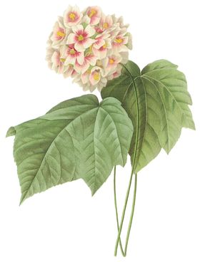 植物花卉油画装饰画