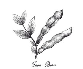 线描植物