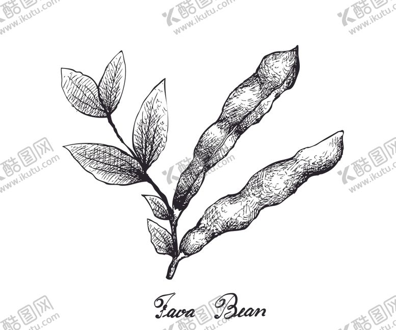 编号：94852209101547207160【酷图网】源文件下载-线描植物