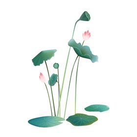 荷花插画