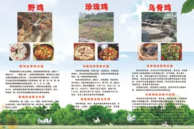 毛鸡批发传单