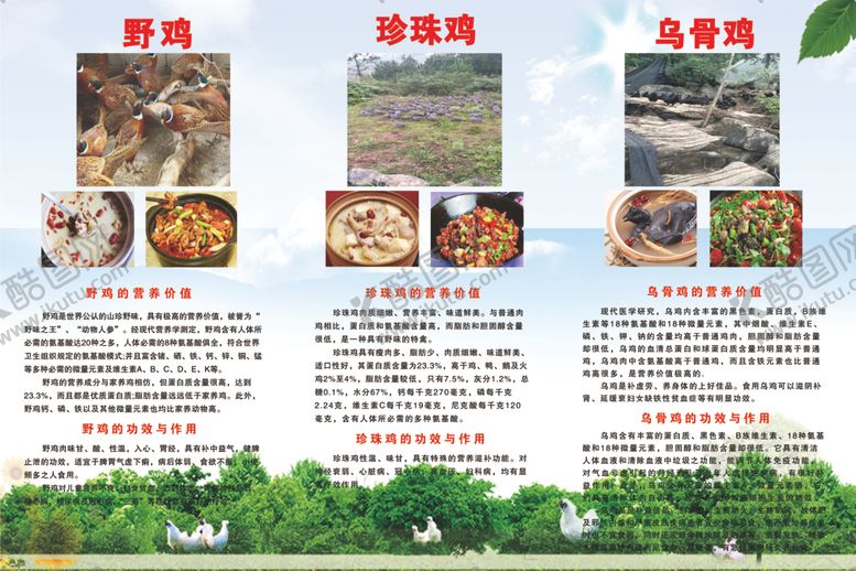 编号：40933010191736347544【酷图网】源文件下载-鸡野鸡农业养殖毛鸡