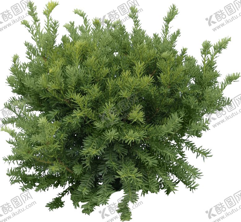 编号：85404609151227566802【酷图网】源文件下载-透明大树png素材