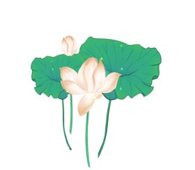 荷花手绘素材
